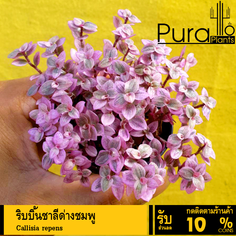 ต้นไม้อวบน้ำ กุหลาบหิน ริบบิ้นชาลีด่างชมพู Callisia repens #succulents #Pink Lady #สีชมพู