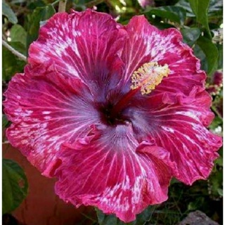 เมล็ดพันธุ์ชบาแคริบเบี้ยน มาเจนต้า(Magenta Caribbean Hibiscus Seed)บรรจุ 10 เมล็ด ของแท้ คุณภาพดี นำเข้าจากต่างประเทศ