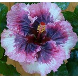 เมล็ดพันธุ์ชบาแคริบเบี้ยน พิงค์ อิน อาฟเทอร์นูน(Pink in Afternoon Caribbean Hibiscus Seed)บรรจุ 10 เมล็ด ของแท้ นำเข้า