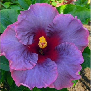 เมล็ดพันธุ์ชบาแคริบเบี้ยน แอนทีค โรส(Antique Rose Caribbean Hibiscus Seed)บรรจุ 10 เมล็ด ของแท้ คุณภาพดี นำเข้าจากต่าง