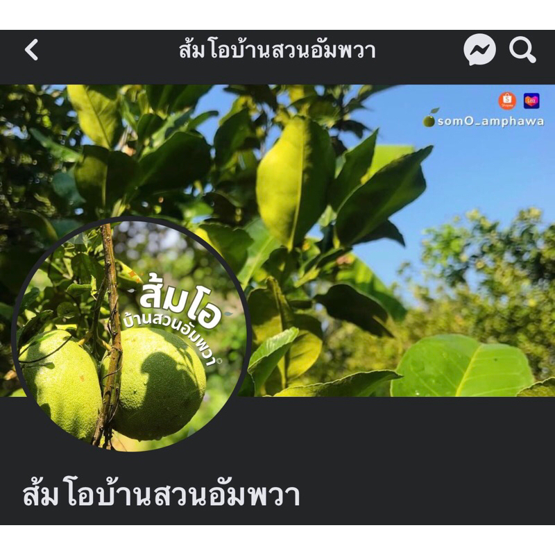 ส้มโอขาวใหญ่ อัมพวา ตัดสดๆจากสวน หวาน ไม่ขม ลูกละ50฿ ราคา ถูกที่สุด ดีลบีเคเค แกลเลอรีภาพที่ 5