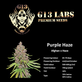 Purple H@ze - G13 Labs