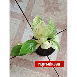 "พลู Apple Epipremnum aureum