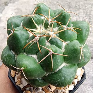 ช้าง Coryphantha Elephantidens ไม้เพาะเมล็ด แคคตัส กระบองเพชร ใหญ่ๆ