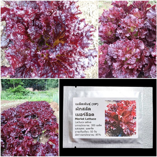 เมล็ดพันธุ์ ผักสลัด เมอร์ล็อต Merlot Lettuce Seed 300 เมล็ด คุณภาพดี ของแท้ 100%