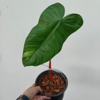 ฟิโลเดนดรอน ชารอนเน่ ชาโรเน่ Philodendron sharoniae , sharoniae goat เลือกต้นได้ ได้ต้นตามภาพ