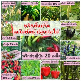 พริกพื้นบ้านสวนแทนใจไร่ดอกเหงื่อ เมล็ดพันธุ์ปลูกต่อได้ ซองล่ะ 20 บาท