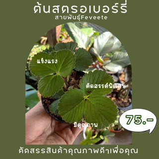 ต้นกล้าสตรอว์เบอร์รี่สายพันธุ์ Feveete