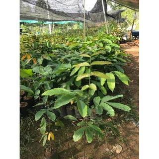 ลำใยคริสตัลม่วงจำโบ้ขนาด90-100ซม.สั่งซื้อ2ต้นให้ราคาส่ง