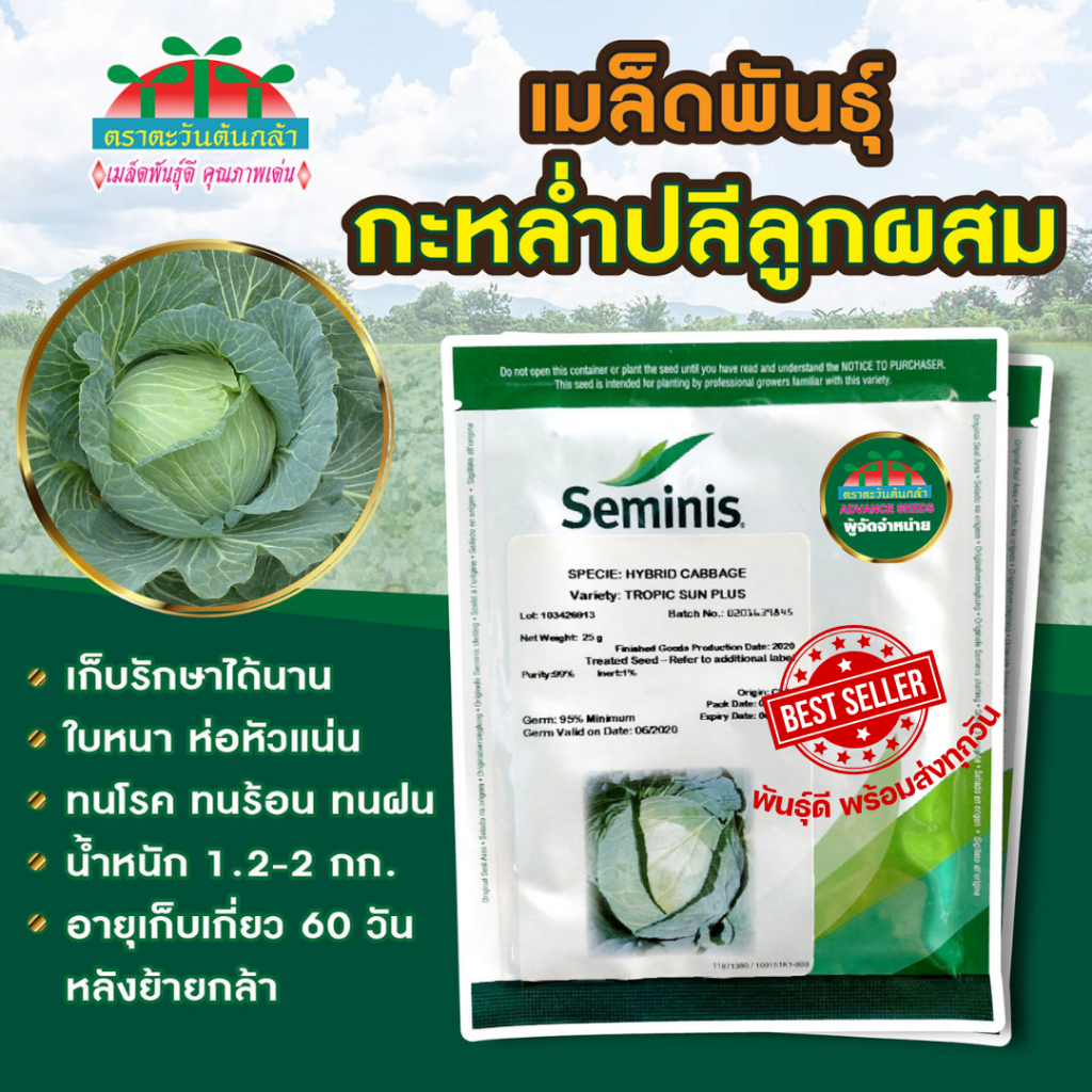กะหล่ำปลี Tropic Sun Plus 25กรัม Seminis เมล็ดกะหล่ำปลี Cabbage Wonder Ball ตะวันต้นกล้า