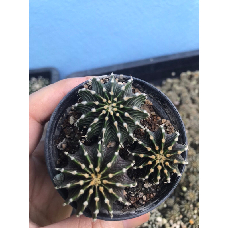 Gymnocalycium LB 2178แท้