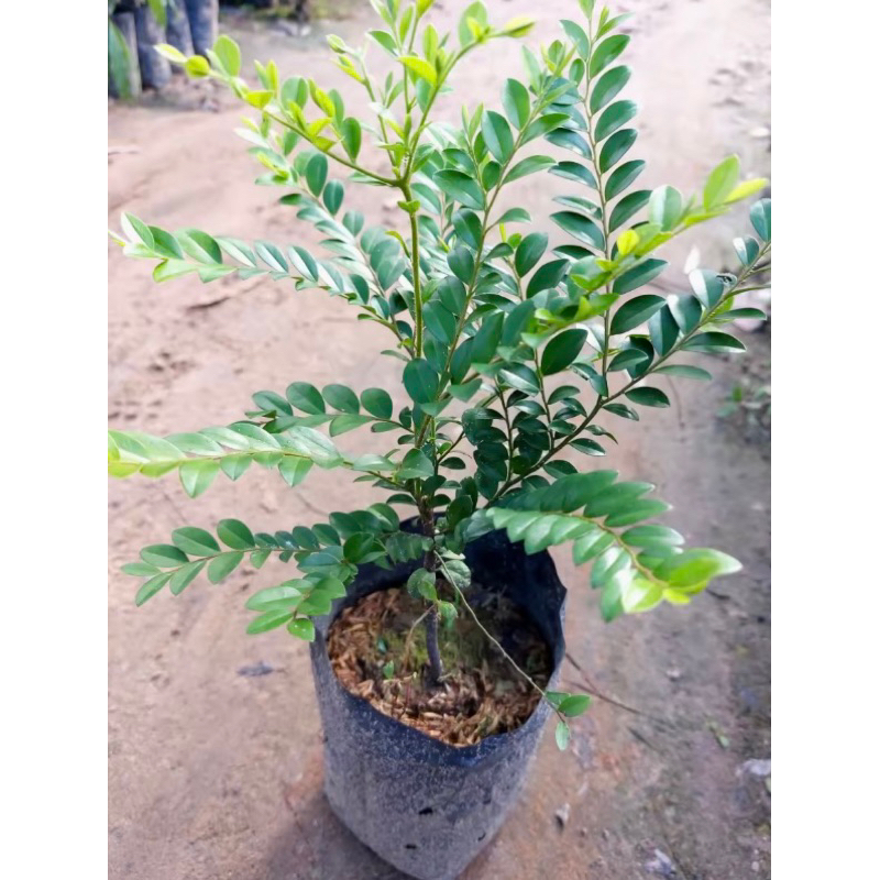 ต้นล่ำซำ Black Ebony ในถุงชำ สูง 50-70 ซม.🌳 ทุกต้นถึงสิ้นเดือน ควรปลูกทุกบ้าน ให้ร่ำรวยล่ำซำ ไม้ยืนต้น ทนแล้งได้