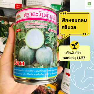 50กรัม ฟักหอม ศรีนวล เนื้อหนา เปลือกสีเขียวอ่อน กลิ่นหอม ตะวันต้นกล้า เมล็ดพันธุ์ฟักหอม ฟักกลม