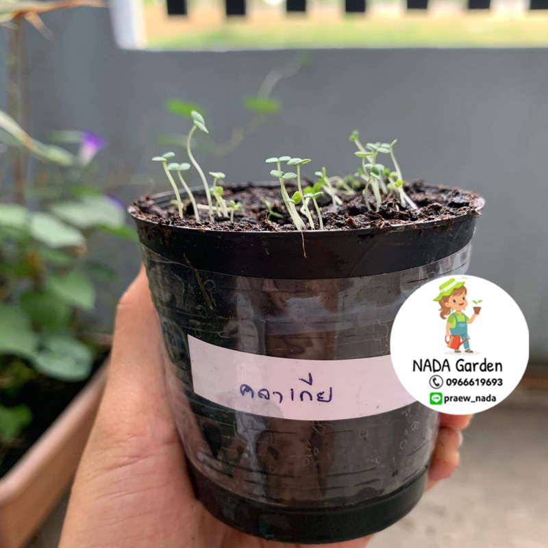 เมล็ดพันธุ์ ดอกคลาเกีย ( Godetia/Clarkia Amoena ) คละสี 250 เมล็ด สายพันธุ์แท้100% - รูปที่ 6