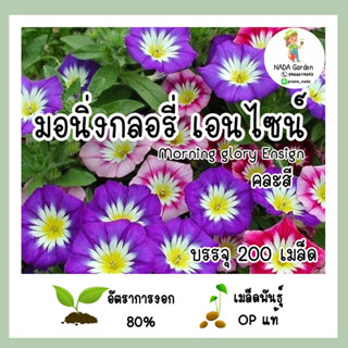 เมล็ดพันธุ์ มอนิ่งกลอรี่เอนไซน์ ( Morning Glory Ensign ) สายพันธุ์แท้ อัตราการงอกสูง