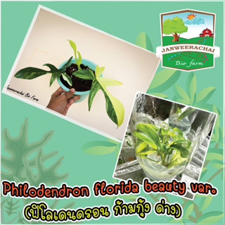 💥Philodendron florida beauty variegated💥ก้ามกุ้งด่าง💥ราคาถูกที่สุด💚