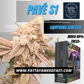 PAVE S1 Compound Genetics ส่งฟรี ต้นชำ สายพันธุ์แท้ เพศเมีย pattaya weed จัดส่ง