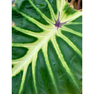 colocasia white lava โตโลคาเซีย ไวท์ลาวา บอนสวยงาม ราคาถูก บอนประดับ