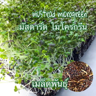 เมล็ดไมโครกรีน mustrad microgreen ผักต้นจิ๋ว ประโยชน์เพียบ