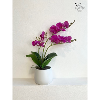 กล้วยไม้ประดิษฐ์ Phalaenopsis Aphrodite Orchid (Purple) 12W x 45H (cm)