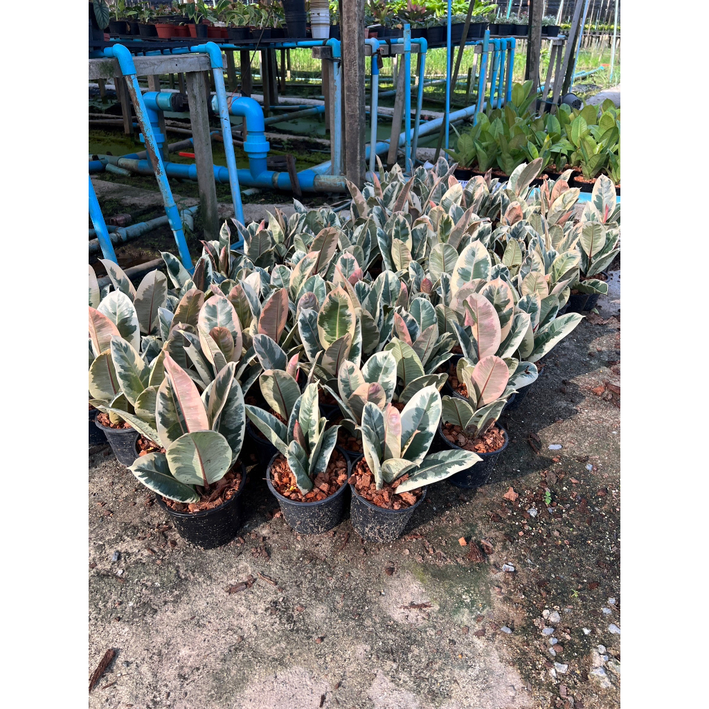 มุมมอง 4