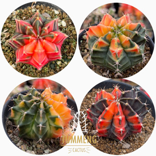 ยิมโนและแอลบีด่าง Gymno/LB hybrid (จัดส่งแบบถอดกระถางเคาะรากค่ะ) กดเลือกต้นที่ชอบในตัวเลือกนะคะ มีมากกว่าหน้าปกจ้า