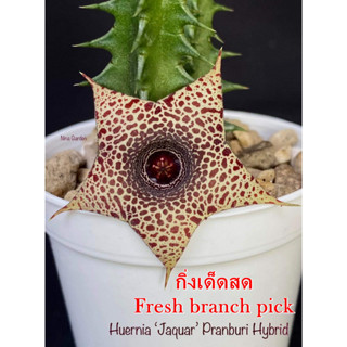 เก๋งจีน Huernia Jaguar Pranburi Hybrid *กิ่งเด็ดสด* แคคตัส ไม้อวบน้ำ Cactus and Succulent