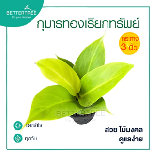 กุมารทองเรียกทรัพย์ กระถาง 3 นิ้ว ต้นไม้ฟอกอากาศ ต้นไม้มงคล