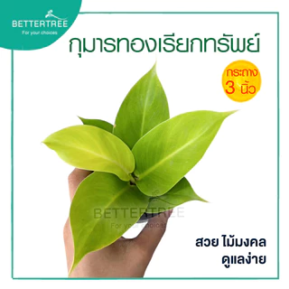 กุมารทองเรียกทรัพย์ กระถาง 3 นิ้ว ต้นไม้ฟอกอากาศ ต้นไม้มงคล