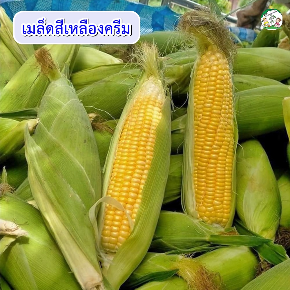 เมล็ดข้าวโพดหวาน หวานสวีท ขนาด500กรัม ตราตะวันต้นกล้า เมล็ดข้าวโพด เมล็ดพันธุ์ข้าวโพด ราคา ถูกที่สุด ดีลบีเคเค แกลเลอรีภาพที่ 6