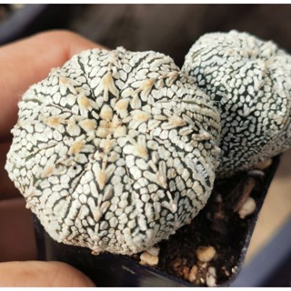 ขายแอสโตร​ไ​ฟตั้​ม​ วี แฝด เว้า    #แคสตัส castus​ astrophytum แอสโตร แอสโตร​ไ​ฟตั้​ม แอสโตรไฟตัม กระบองเพชร แอสโตรวี