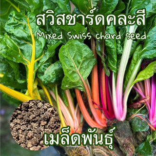 สวิสชาร์ดคละสี - Mixed Swiss Chard บรรจุ50,100,200 เมล็ด คุณภาพดี ราคาถูก ของแท้ 100%