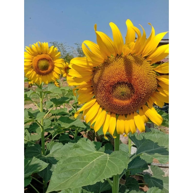 เมล็ดพันธุ์ทานตะวันอะควอร่า6 บรรจุ100เมล็ด ดอกใหญ่ให้ผลผลิตสูง