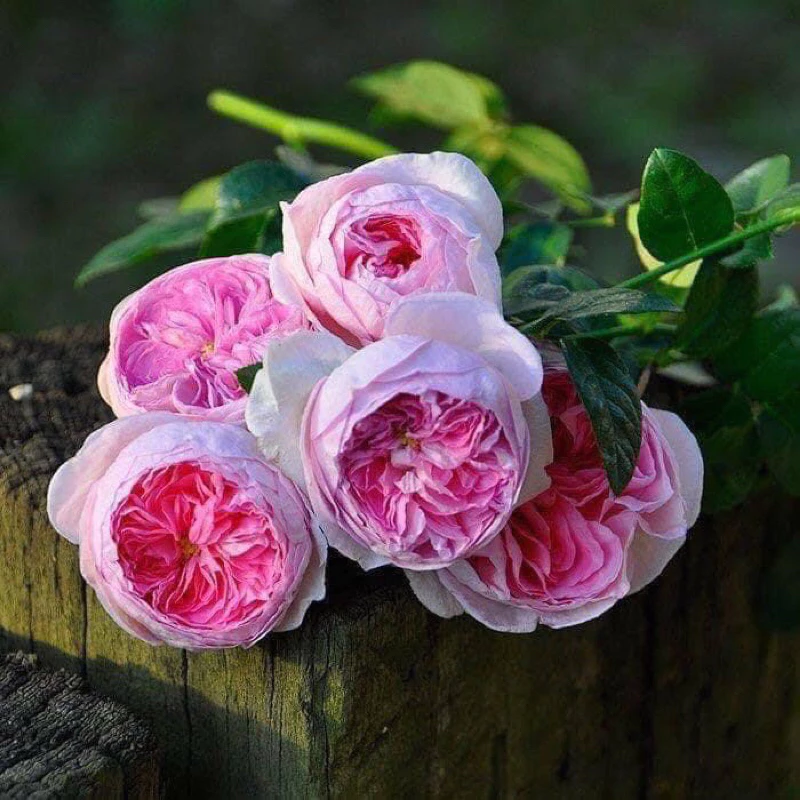 กุหลาบ-มองเคอร์ สีชมพู..Mon Coeur Pink..ไร้หนาม-หนามน้อย ดอกกลมฟู คล้ายซาลาเปา เลี้ยงง่าย