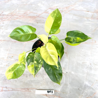 Philodendron Burle Marx Variegated ฟิโลเดนดรอน เบิร์ล มาร์ค ด่าง ไม้ชำยอด เลือกต้นได้