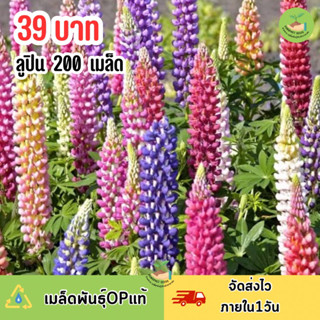 เมล็ดพันธุ์ดอกลูปิน คละสี200 เมล็ด