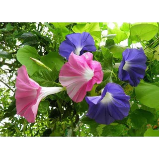 มอนิ่งกลอรี่ 100 เมล็ด คละสีสวย