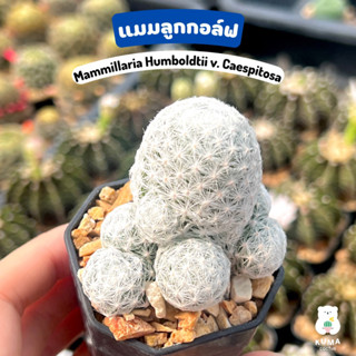 💜 แมมลูกกอล์ฟ ไม้ชำหน่อ 🌷 Mammillaria Humboldtii v. Caespitosa-- แคคตัส กระบองเพชร