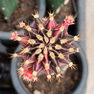 กระบองเพชร ยิมโน ฟลามิงโก้  Gymnocalycium flamingo ไม้กร๊าฟ