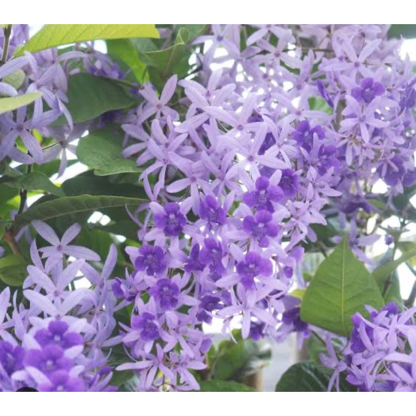 ต้นพวงครามออสเตรเลีย (Petrea volubilis) ร้านต้นไม้บ้านเพื่อน
