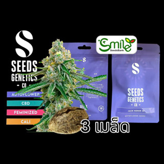 เมล็ดกัญชา Jack Herer (Auto) - Seeds Genetics.Co