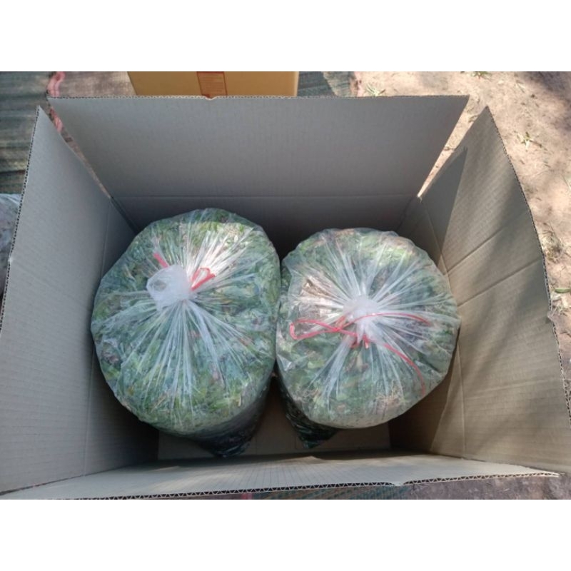 หญ้าไทเปแท้ ชุดปลูก 25 ตร.ม. (12กก.) แซะเช้าส่งบ่ายจ้า
