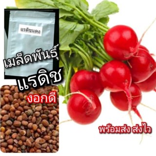 เมล็ดผัก เมล็ดพันธุ์ผัก แรดิชแดง 50เมล็ด แรดิช กลม งอกดีมาก พร้อมส่ง