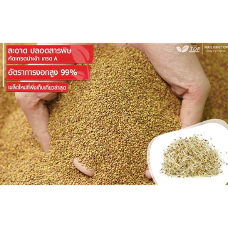 เมล็ดพันธุ์ อัลฟัลฟา 1000 กรัม Alfalfa seeds เมล็ดใหม่คัดพิเศษ