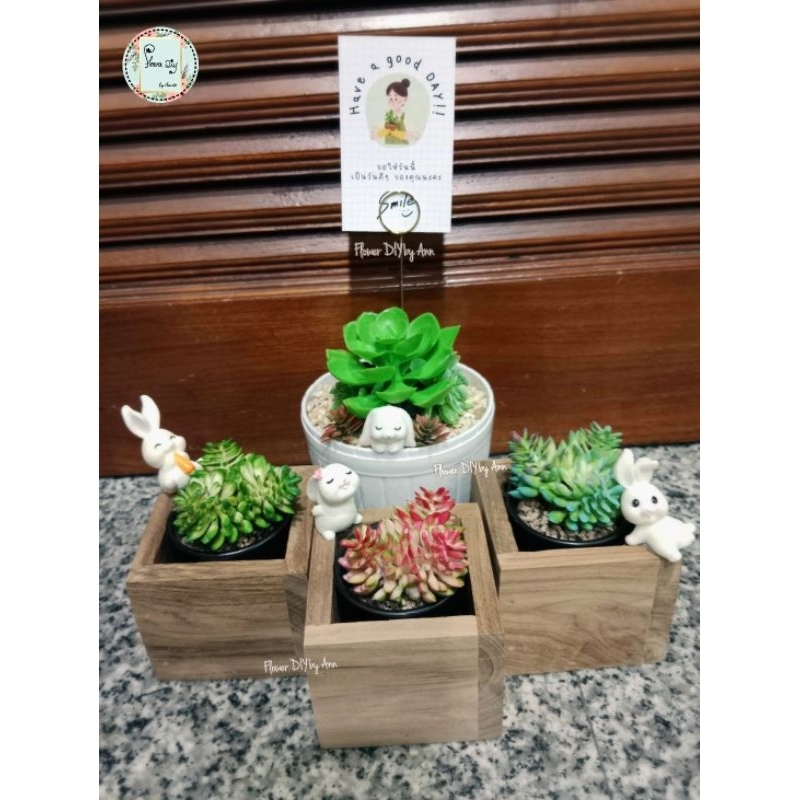 Clearance Sale!! กระบองเพชร ของแต่งบ้าน ของแต่งร้าน/คาเฟ่