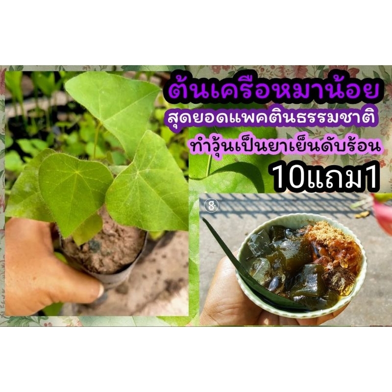 ต้นเครือหมาน้อย ไดวุ้นธรรมชาติ ยาเย็นดับร้อนใน สมุนไพรไทย นักษา ดูแล ป้องกัน อภัยภูเบศร์ จัดสวน แต่งบ้าน ผัก ผลไม้ ต้นไ