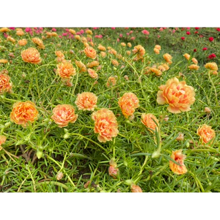 กิ่งแพรเซี่ยงไฮ้ 1 กก แถมครึ่ง กก คุ้มสุดๆได้ถึง 15 สี