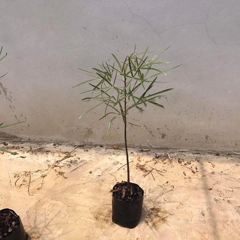 บอทเทิลทรี (Queensland bottle tree)ต้นขวด ไม้ยักใหญ่ สูง 65-75 ซม.