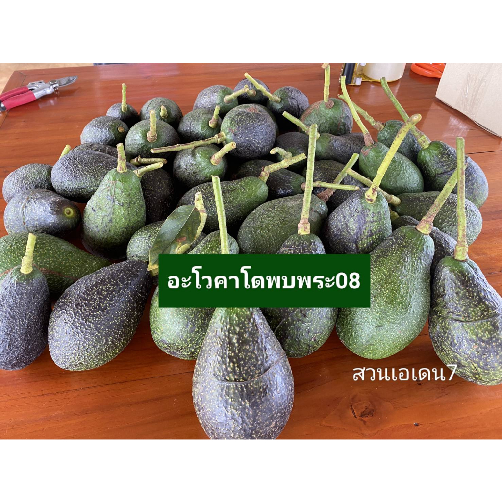 [ถูกสุด⚡⚡] 🥑อะโวคาโด้ AVOCADOพบพระ08 คัดเกรดพรีเมี่ยม 🅰เหนียวมันหนึบมีกลิ่นหอมเฉพาะตัว✅รับประกันได้กินทุกลูก
