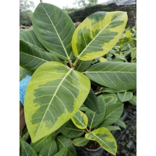 ยางอินเดียด่างทอง Variegated Indian Rubber